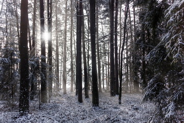 Cold winter day in forest in national park “Sumava”, Czech Republic.