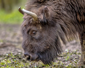 Grazing Wisent bull © creativenature.nl