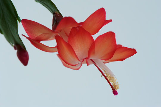 Schlumbergera truncata Bloom