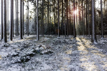 Fototapeta premium Cold winter day in forest in national park “Sumava”, Czech Republic.