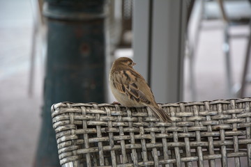 A small sparrow is on the back of the wicker chair of the street cafe. A bird in the city.