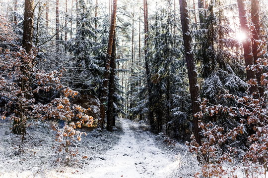 Fototapeta Countryside road in winter forest in national park “Sumava”, Czech Republic.