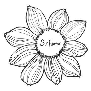 beautiful black and white sunflower isolated on white background. Hand-drawn contour lines and strokes.