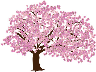 Fototapeta premium Cherry Blossom