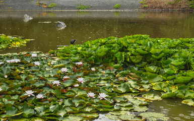 Rainy day in the Park Wilson.  Australia.