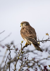 A Hen Harrier resting on a tree branch. Oxfordshire. UK