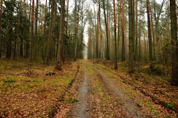 Leśna droga w pogodny słoneczny jesienny dzień.
