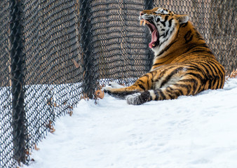 Tigar yawning at the zoo