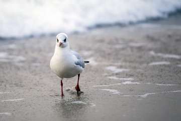 A flock of seagulls on the beach