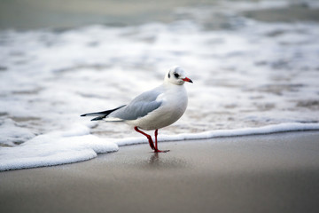A flock of seagulls on the beach