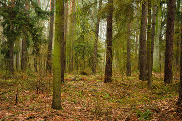 Las w pogodny jesienny słoneczny dzień.
