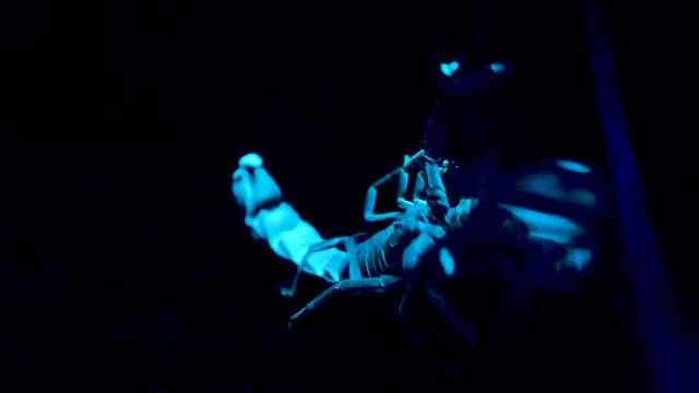 White and blue scorpio on black background. Bioluminescent scorpion under ultraviolet light at a zoo. Scorpion under ultraviolet light.