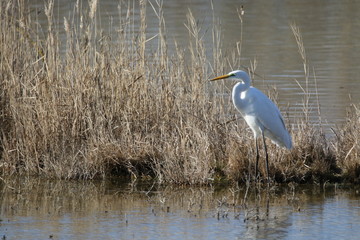 Airone bianco maggiore