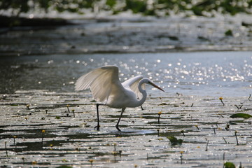Airone bianco maggiore