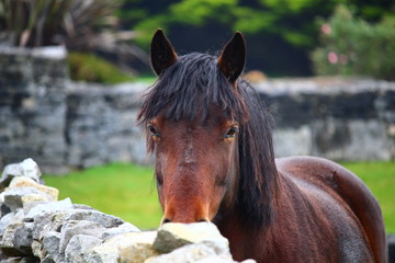 Cavallo