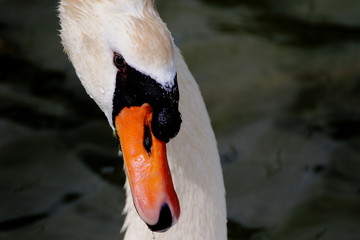 Cigno
