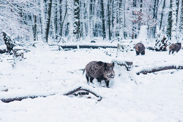 Wild boar in the winter forest.