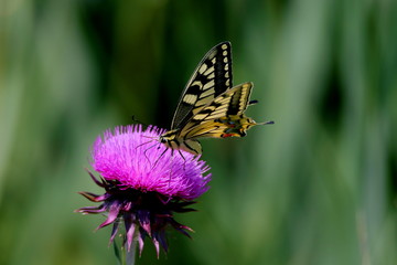 Farfalla