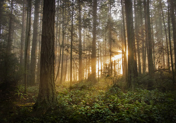 Naklejka premium Pacific Northwest Forest w mglisty poranek. Podczas pięknego wschodu słońca poranna mgła dodaje nastrojowej atmosfery jodłom i cedrom, które tworzą ten piękny las na wyspie.