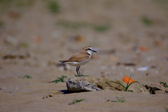 fratino