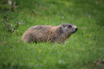 Marmotta