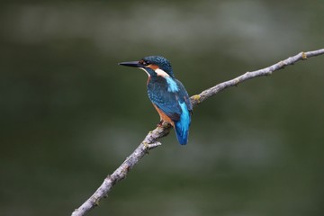 Obraz premium Martin pescatore