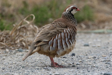 Pernice rossa