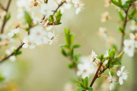 Plum cherry tree with flowers 