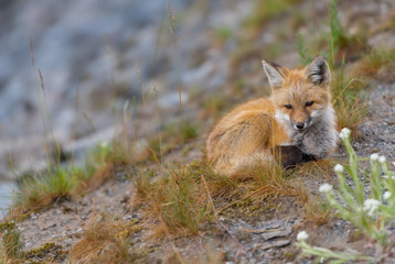 Young Red Cascades Fox Looks Toward Camera