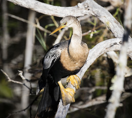 Anhinga in a Tree