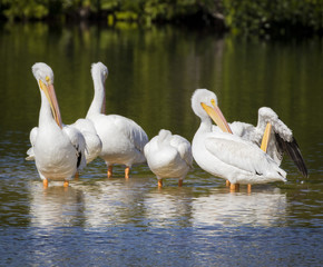 White Pelicans Grooming