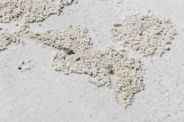 beach crab markings