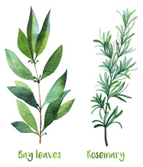 Herbs. Watercolor illustration. Bay leaves and Rosemary. - 185179441