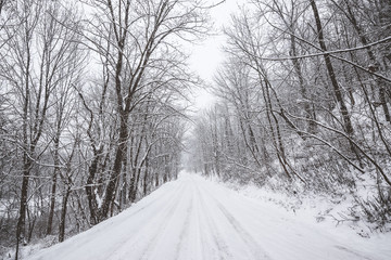 Winter Wonderland path