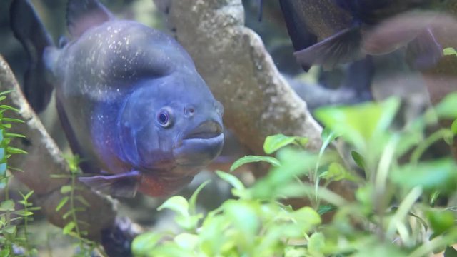 Aquarium fish close-up. Blue discus fish in the aquarium
