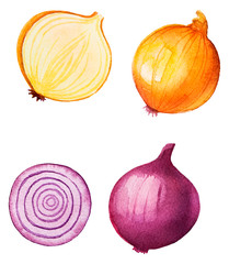 Watercolor Food Clipart - Onion