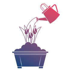 beautiful roses cultivated in pot with sprinkler vector illustration design