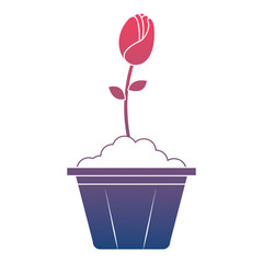 beautiful rose in pot vector illustration design