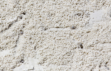 beach crab markings
