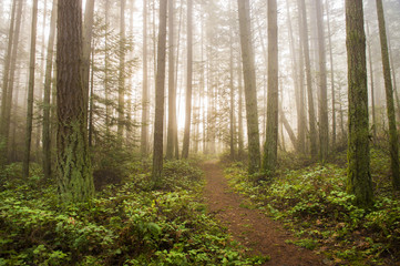 Fototapeta premium Pacific Northwest Forest on a Foggy Morning. During a beautiful sunrise the morning fog adds an atmospheric feel to the firs and cedars that make up this lovely island forest.