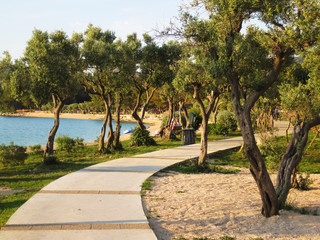 Old olive grove