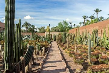 big cactus plants in botanic garden at Palmeraie museum in Morocco 