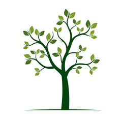Obraz premium Zielone drzewo wiosny. Ilustracji wektorowych.