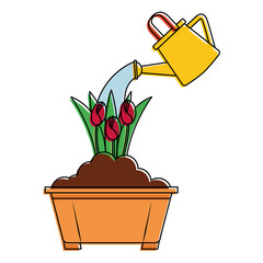 beautiful roses cultivated in pot with sprinkler vector illustration design