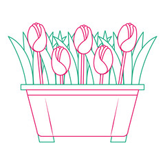 beautiful roses cultivated in pot vector illustration design