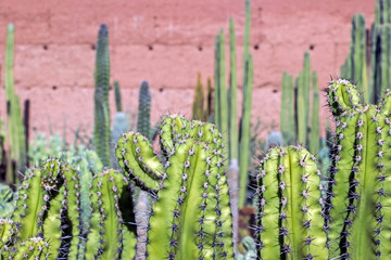 big green cactus trees in garden in Morocco 