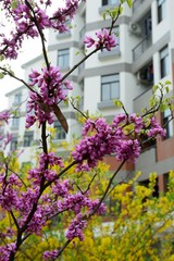 Obraz premium Flower pink with white. Garden.