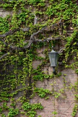 Abandoned garden with crazy green foliage of a summer forest.