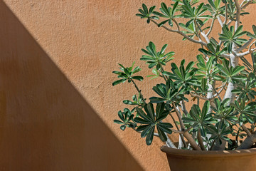 plant in pot with clay wall