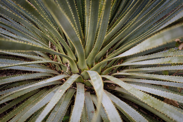 Naklejka na ściany i meble Close up on a yucca plant in New Mexico. 